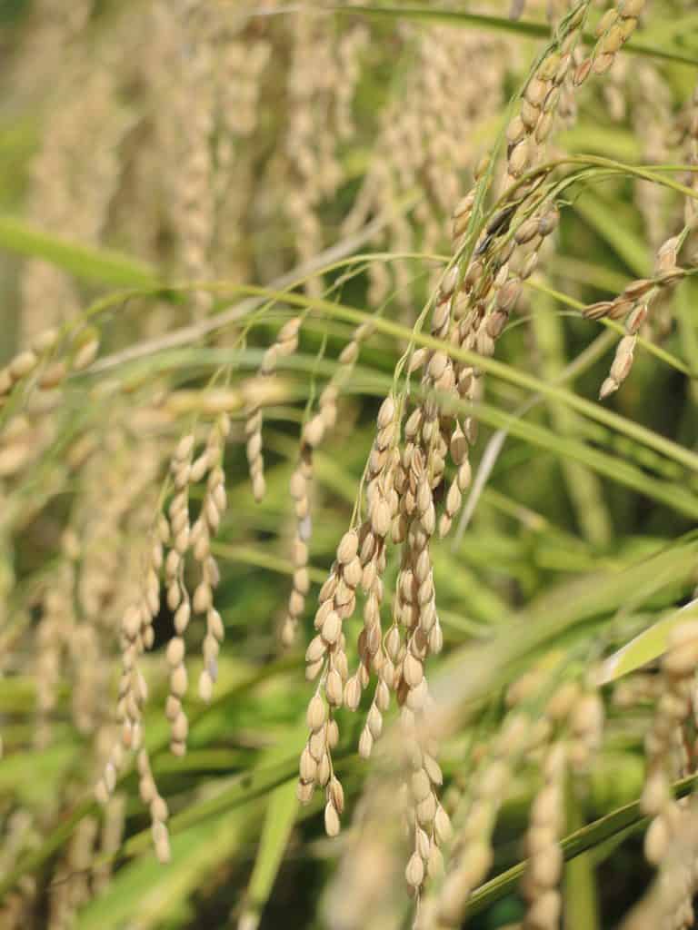 契約栽培米雄町