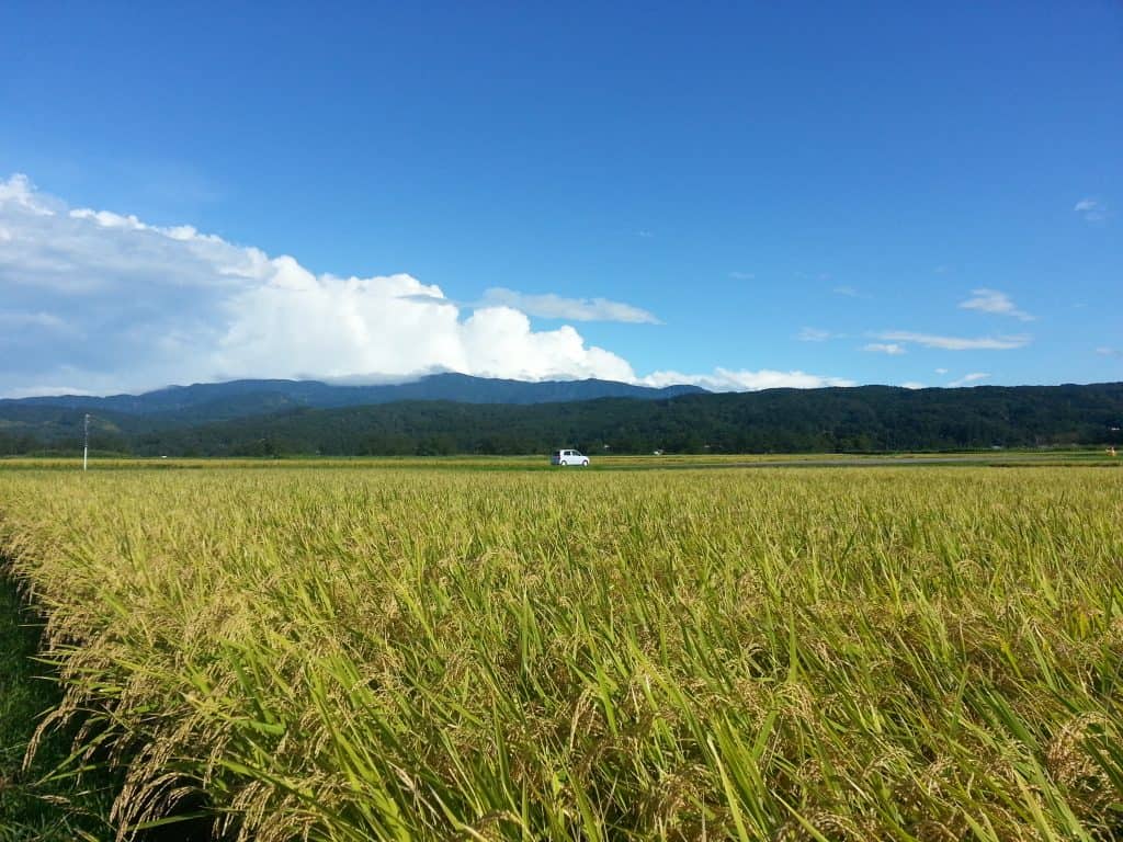 雄町