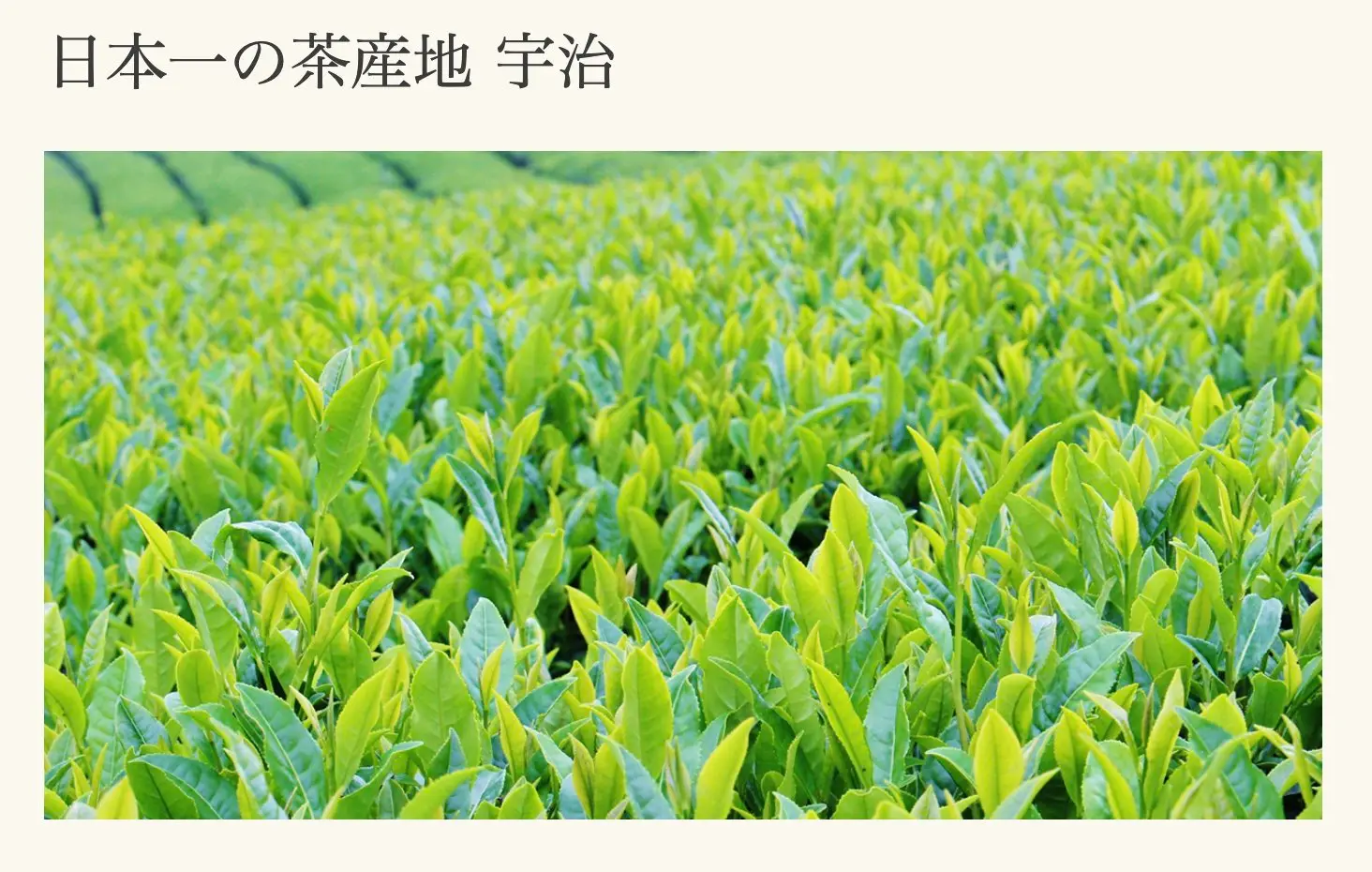 Matcha 純抹茶粉 日本宇治純抹茶粉 初昔 無添加純茶粉 1kg 商用裝 400年老字號京都利休園 (since 1626) 優等抹茶 11 UjiTea1